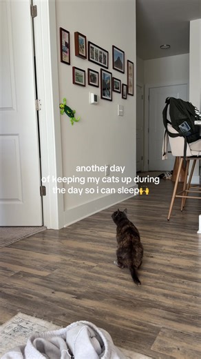 Keeping My Cats Entertained All Day Long!