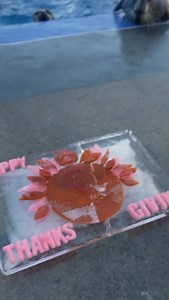 From the Mystic Aquarium family to yours, Happy Thanksgiving! | Mystic Aquarium