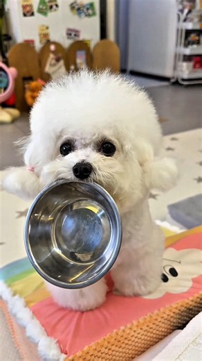 PupDog Forgot to Eat! 🍽️😋🐶