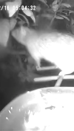 Tarzan?? 👁️👁️ #rat #crittercam #nature #rats #rodent #rodentlife #night #nightvision #birdcam