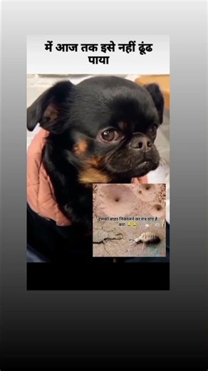 नहीं धुंड पाया मैं 😂🤣🤣 #funny #viral #comedy #dogvideos #shortsfeed