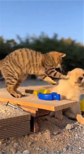 Dog’s Hammer Slip Turns the Cat Into a Punch Machine🐶🛠️🐱