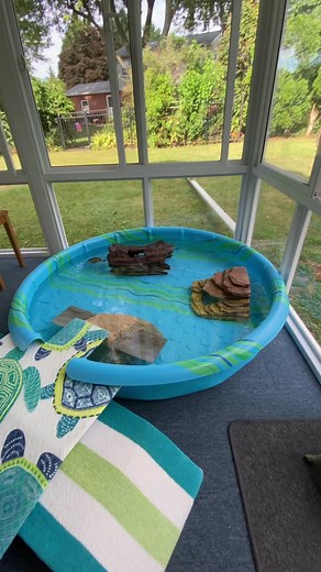 💚🐢 #sergioturtle