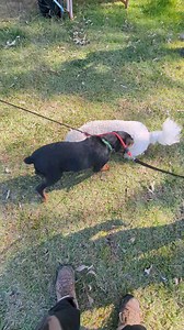 12K views · 1.6K reactions | Today is Mouse's first day at work. 15 weeks old. So proud. ❤️❤️❤️ Client is a reactive dog. | Sydney Dog Behaviourist - George Tran | Facebook