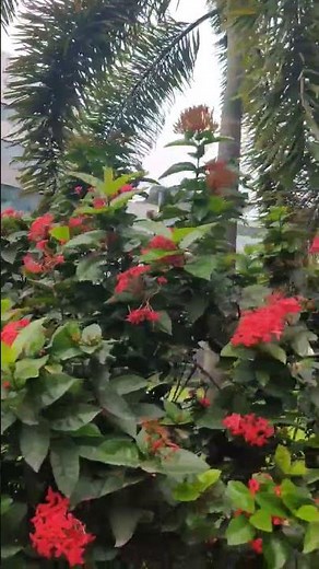 AIUB Campus Tour 2025 | Beautiful Private University in Bangladesh | Student Life #collegecampus