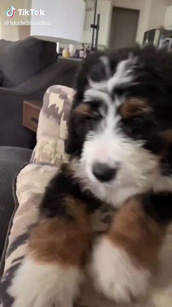 Adorable Bernedoodle Puppy Barking Compilation