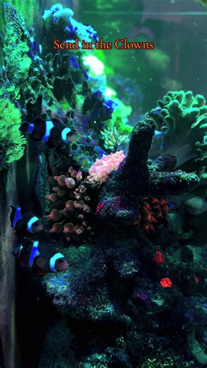 #coralreeftank #clownfish #marinefishtank #fyp #fypシ゚viral🖤tiktok
