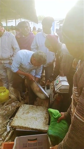 fish farm sataldi #fish #fishing #fishcutting #food #food #love #travel #travel #automobile #