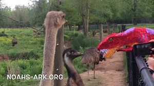 Silly ratites, it's not a real dinosaur! Noah's Ark is home to 3 out of the 5 species of ratite (flightless land dwelling birds): the ostrich, the rhea and the emu. If you've ever visited Noah's Ark then you've seen our emu mob! To learn why we have so many ratites, who they are and where they come from, check them out online here--> www.noahs-ark.org/#!birds/cqtj and enjoy this quick clip we titled "Raptors vs. T-Rex"! #noahsarkclub #ratites #emu #ostrich #jurassicpark #animalrescue | Noah's Ar