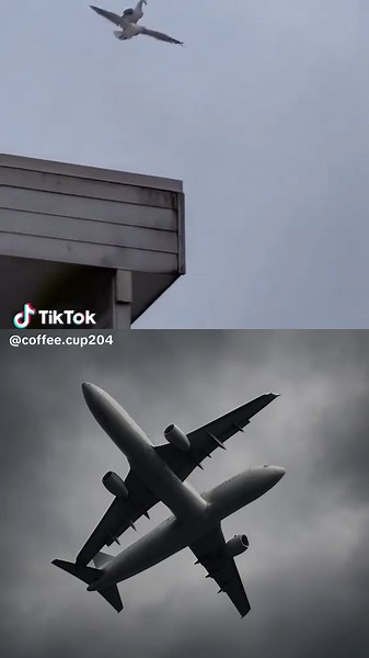 Awesome Birds Soaring in the Sky