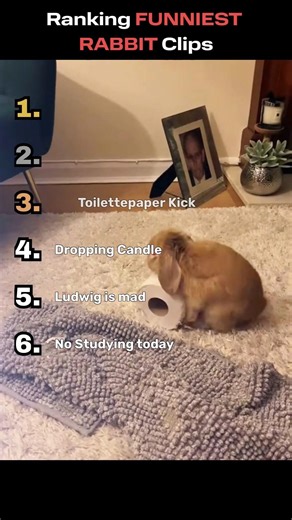 Ranking FUNNIEST RABBIT Clips Part 2😂 #funny #funnypets #rabbit