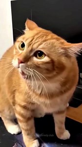 462K views · 6.1K reactions | Ab maja aaya kitty 藍 #dog #reels #cat #funny | Ritu Comedy Lover | Facebook