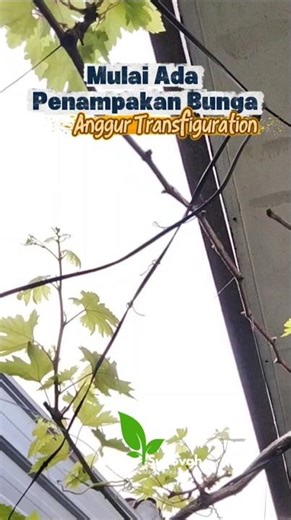 Mulai Ada Penampakan Bunga Anggur Transfiguration | Kebun Sunovah | Sidoarjo