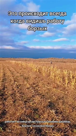 The Dog Collection (@thedogcollection)’s videos with оригинальный звук - Вика