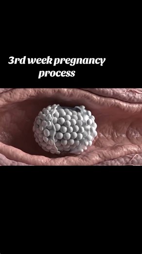 3rd week pregnancy process #scienceanimation