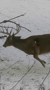 Organic meat shopping and freezer filled! | Backwoods Life
