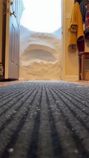 Pomeranian snowball reveal—small dog, big entrance ❄️🐶 | Diply