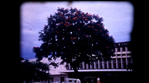 9-Nairobe City, Flowers