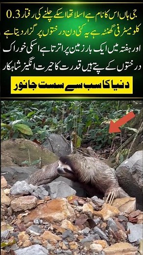 The Slowest Animal on Earth: Amazing Sloth Facts!#naturefacts#nature#wildlife #shorts