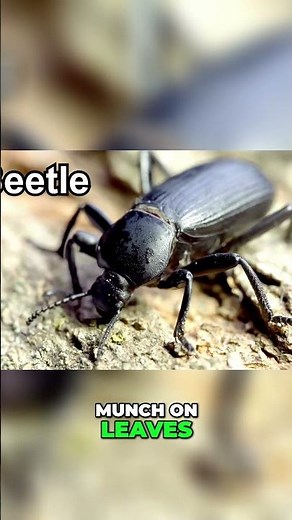 Discover the Incredible World of Beetles: Nature's Armor