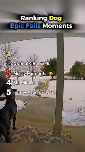 Ranking Dog Epic Fails 😂🐶 Funniest Dog Fails || #dogshorts #funnydogs ‪@PawPals3‬