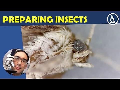 🔬 Looking at insects with a compound microscope and not a stereo microscope | Amateur Microscopy