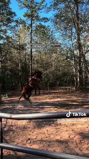 Training Your First Barrel Racing Horse