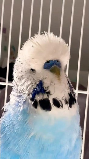 Playful Parakeet Sings & Dances Amazing Budgie Intelligence & Happy Bird Behavior 🦜