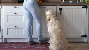 woman at home in the kitchen cuts meat and feeds him a dog