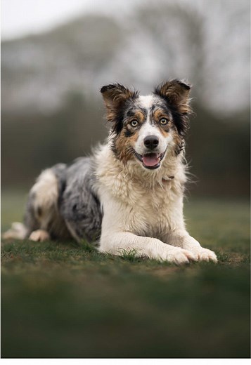Capturing the Bond of Two Collies