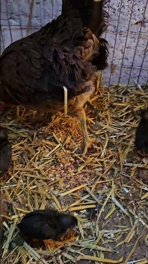 Fun facts about chickens 🐥😱🐔#chickens #hens #roosters #birds