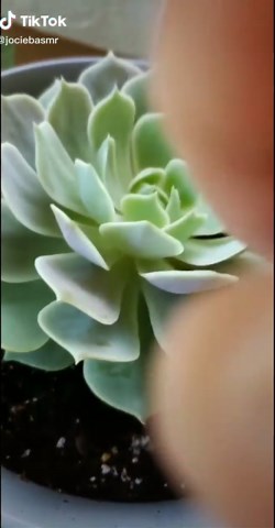 Satisfying ASMR TikTok Video of Cat Screen Tapping