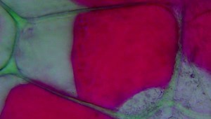 Função da Membrana Plasmática: estrutura e principais características