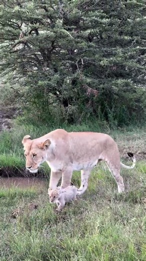 Offbeat Lioness introduces new Cubs | #lion #shorts #wildlife