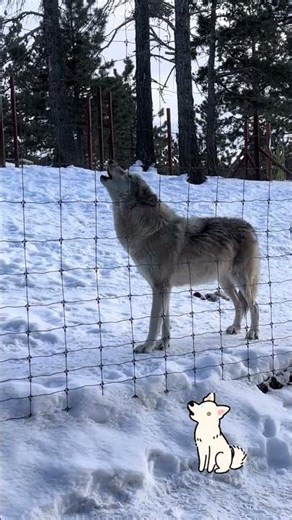 Howling with Wolves 🐺