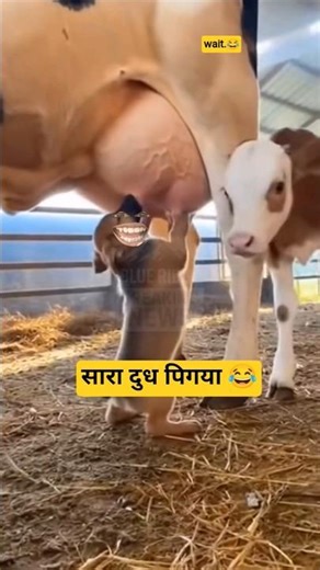 सारा दुध पिगया 😂#comedyvideo #funnyvideo #shorts #comedyvideo #funny