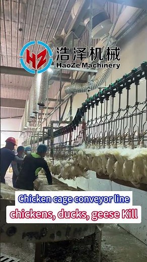 How to Boost Defeathering Efficiency with Poultry Plucking Equipment? #slaughterequipment