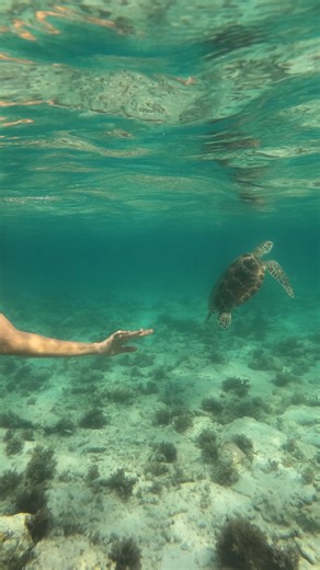 11K views · 55 reactions | I have a turtle tattooed on my wrist,...