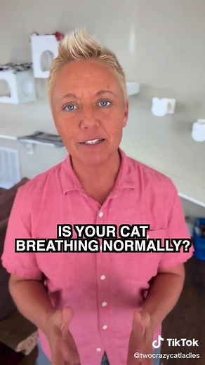 Cat Breathing Tips and Normal Respiratory Rates