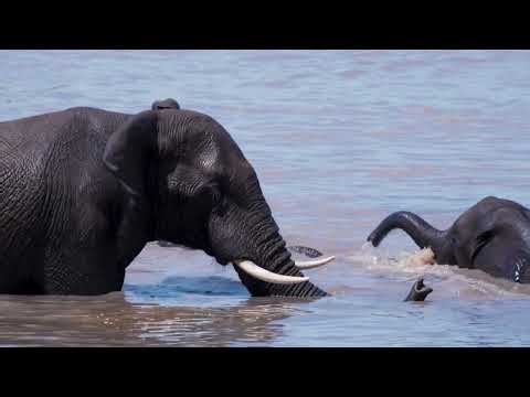 Ultimate Elephant Swimming Compilation | Herds, Baby Calves and River Crossings | Africa 2026