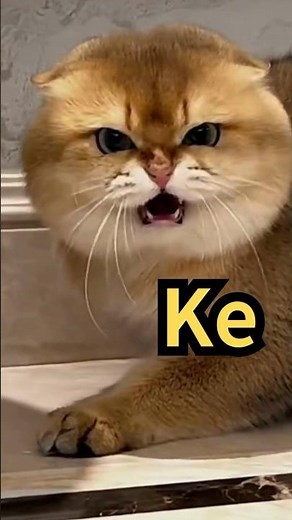 Use Cat Sounds to Show Anger to Cats