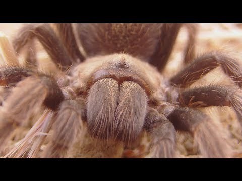 The California Ebony Tarantula