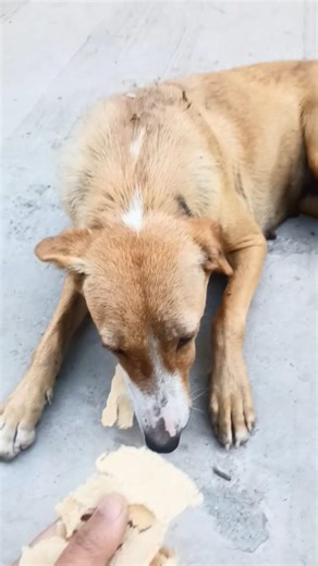 pyara dog bhukha hai #dog #animals #food #shots #shorts