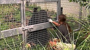 Watch Zoo Vets Season 1 Episode 3 - Fangs, Flippers and Tusks