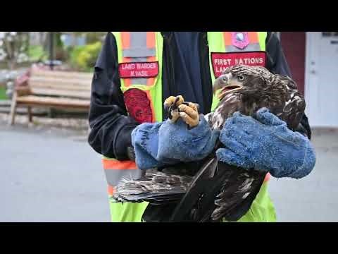 Eagle number two set free 4-10-2026