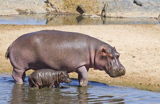 Is Hippo Milk Really Pink?