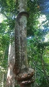 327K views · 790 reactions | The Reticulated Python, is one of the largest snakes in Southeast Asia. With lengths exceeding 6 meters and weight up to 150 kg, they prey on mammals and birds. This video clearly shows how its body would constrict its prey. Despite its role as an apex predator, it faces threats from habitat loss and hunting. | We, the humane | Facebook