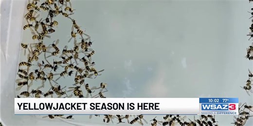 Tips for staying safe during yellowjacket season