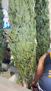 Our Christmas tree for 2025 is finally here! 🎄✨ Today we’re setting up, and showing the beautiful new tree we bought for this year’s Christmas celebration. We’re so excited to share how it looks and how it transforms our home into a cozy holiday space! ❤️🎅 In this video: 👉 our new Christmas tree 👉 First impressions 👉 Setup and decorating moments later 👉 Bringing the Christmas spirit early! ✨ If you love Christmas vibes, holiday decorating, and unboxing videos, don’t forget to LIKE, FOLLOW 