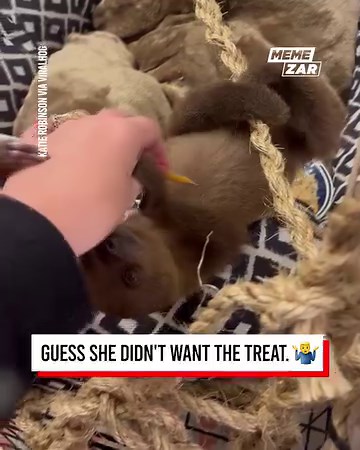 I want one! 😅 | Memezar